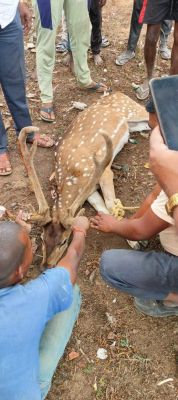 जंगल से भटक कर बारहसिंगा गांव पहुंचा, कुत्तों के हमले से घायल