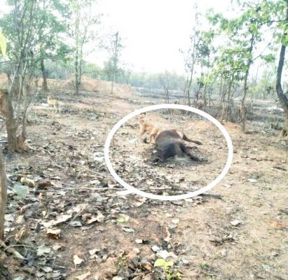 जंगलों में शिकारी अब भी कर रहे हैं शिकार