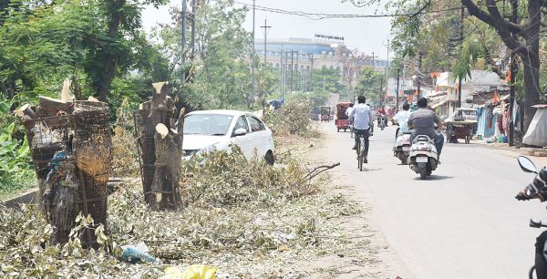 अब छांव नहीं...
