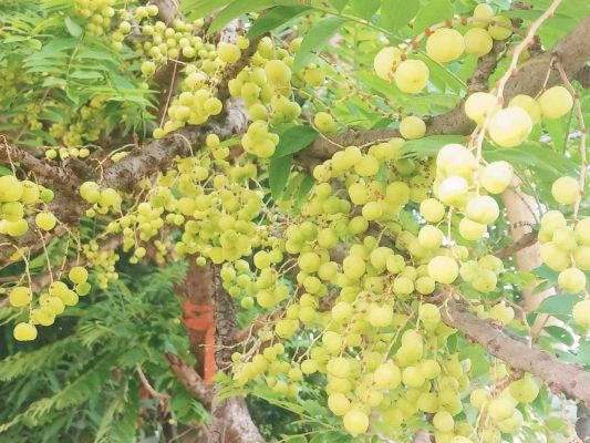 रसीले-खट्टे श्रीआंवले का फल मन को लुभा रहा 