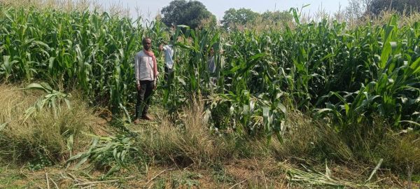 हाथियों ने मचाया उत्पात, फसलें रौंदी