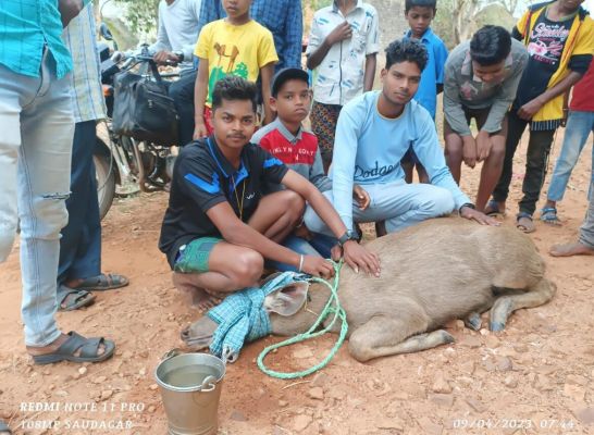 भोजन-पानी की तलाश में जंगल से भटका सांभर गांव पहुंचा