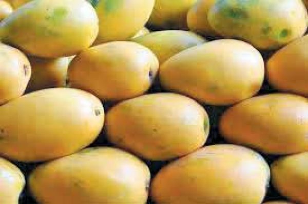 केमिकल से पके आम, शरीर के लिए है नुकसानदायक