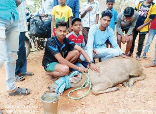 भोजन-पानी की तलाश में जंगल से भटका सांभर गांव पहुंचा