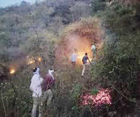 राइस मिल के समीप पेड़ में लगी आग, बड़ा हादसा टला