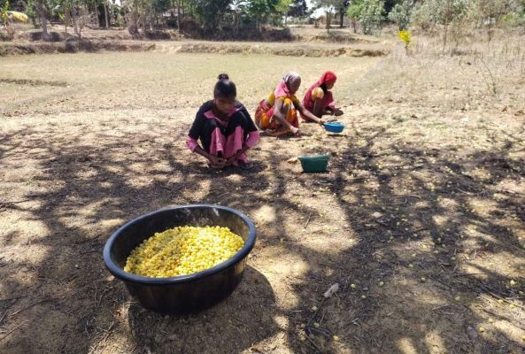 वनांचल क्षेत्रों में आमदनी का जरिया बना महुआ