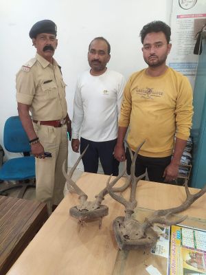 बारहसिंघा के सींग के साथ दो तस्कर गिरफ्तार, एक नागपुर का
