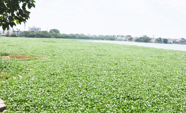 खेल मैदान नहीं तालाब है...