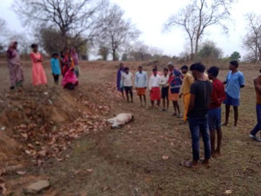 तेंदुए के हमले से बछड़े की मौत