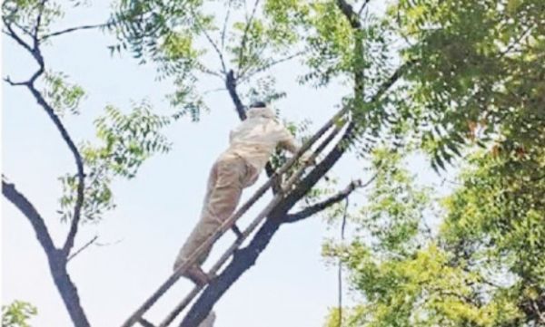 आंधी-तूफान से पेड़ व पोल टूटे, बिजली रही गुल, लोग हुए परेशान  