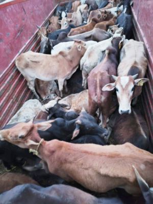 मवेशी तस्करी, 3 पकड़ाए