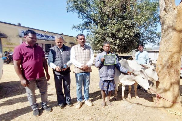 पहाड़ी कोरवा किसानों को एक-एक जोड़ी बैल, सीएम को दिया धन्यवाद