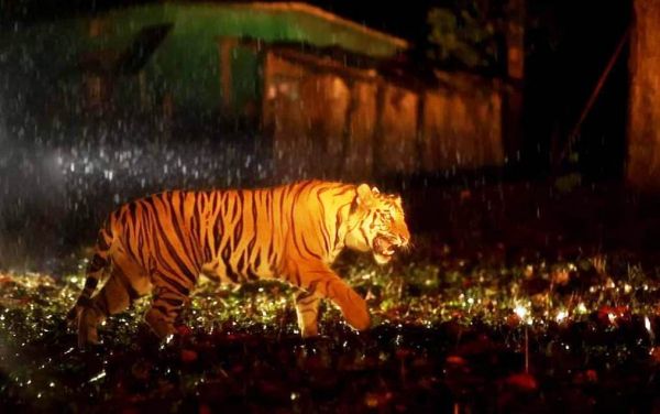 एटीआर में छोड़ा गया सूरजपुर से रेस्क्यू की गई बाघिन को