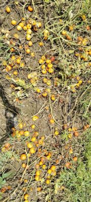 बेमौसम बरसात: धान-सब्जी फसलों को भारी नुकसान