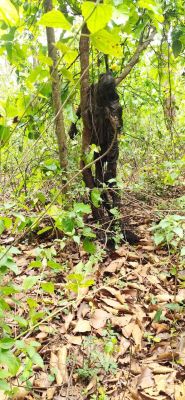 आसना जंगल में मिला  युवक का शव, जांच 