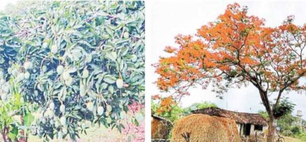 कहीं फूल-कहीं फल, नयनाभिराम मौसम  हुआ आजकल