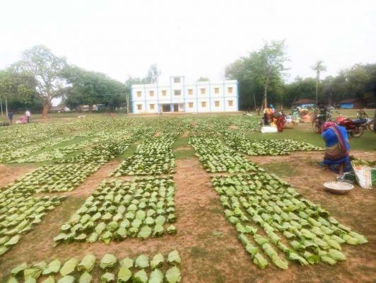 लघु वनोपज यूनियन में तेंदूपत्ता  खरीदी का लक्ष्य निर्धारित