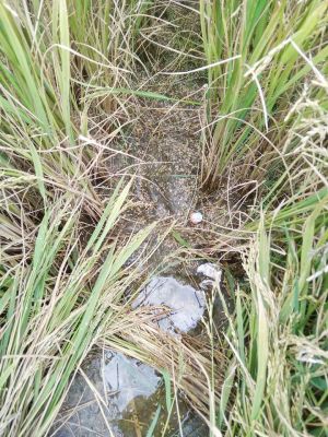 बेमौसम बारिश से नुकसान, टमाटर समेत कई सब्जी की फसल भी चौपट