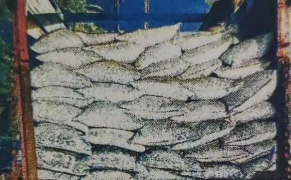 कोयले के साथ 525  किलो गांजा ले जा रहे ड्राइवर, क्लीनर गिरफ्तार