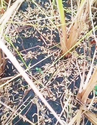 ओलावृष्टि से रवि फसल नष्ट शासन से मदद की गुहार