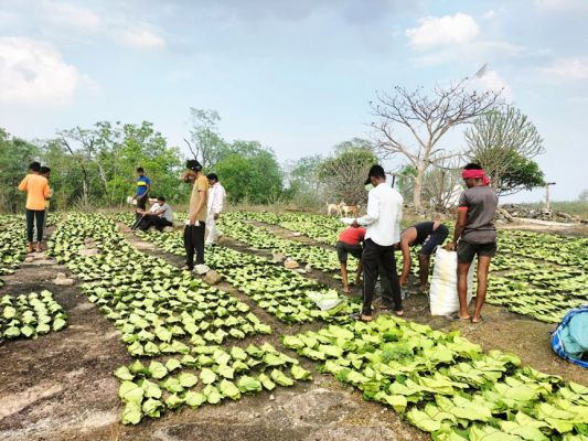 तेन्दूपत्ता संग्रहण शुरू, 28 समितियों से 26 हजार 800 मानक बोरा संग्रहण का लक्ष्य