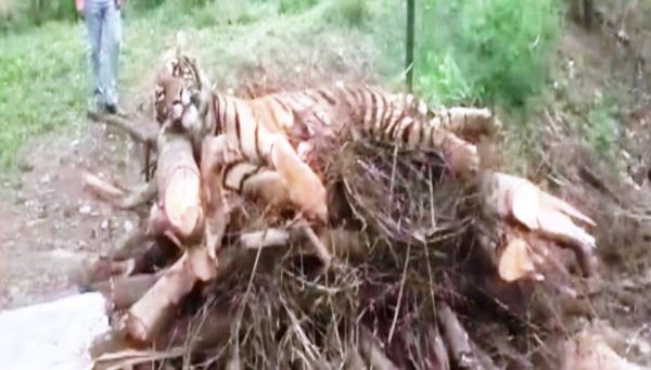 कानन पेंडारी में नहीं थम रहा मौतों का सिलसिला, अब एक साल की बाघिन की जान गई