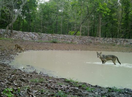 कांगरे घाटी राष्ट्रीय उद्यान में संकटप्पन जंगली भेडिय़ों की हुई वापसी