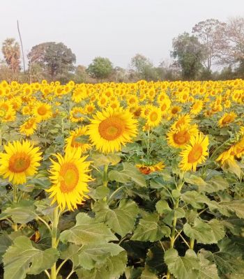 राजीव गांधी न्याय योजना से किसान हो रहे खुशहाल