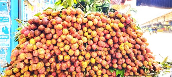 लिची की बढ़ी मांग, दो सौ  रुपए किलो तक बिक्री
