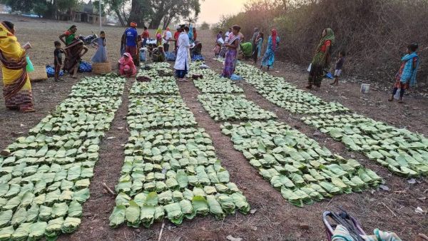 हरा सोना कहे जाने वाला तेंदूपत्ता की खरीदी शुरू