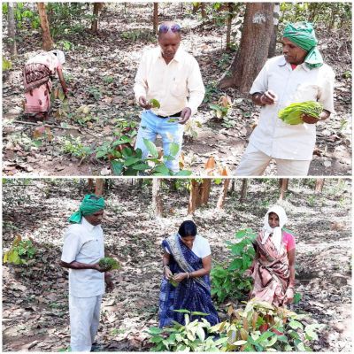 जंगल में तेंदूपत्ता तोड़ रहे संग्राहकों के पास पहुंचीं दिनेश्वरी नेताम