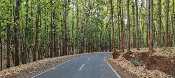 सरई-साल के पेड़ों से लदे चिल्फी में सूर्य के तेवर कमजोर 