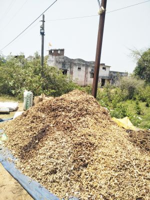 बाजार में अमचूर की आवक तेज