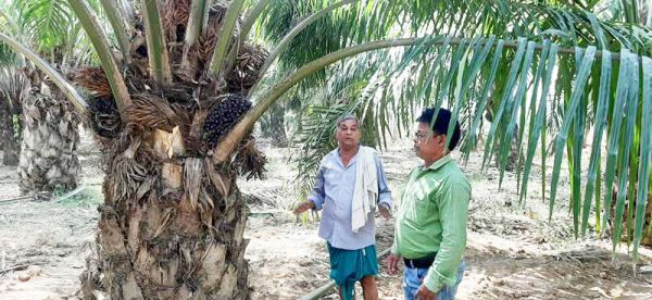 3 एकड़ में करता है पॉम की खेती, लाखों की आमदनी  