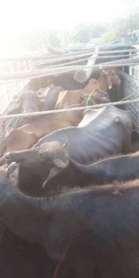 मवेशी तस्करी करते 2 आरोपी पकड़ाए