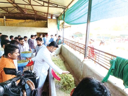 युकां का गौ सेवा पखवाड़ा शुरू, 7 जून तक चलेगा