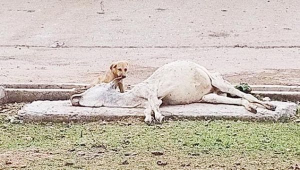 मृत गायों को कुत्ते खा रहे, बजरंग दल भडक़ा