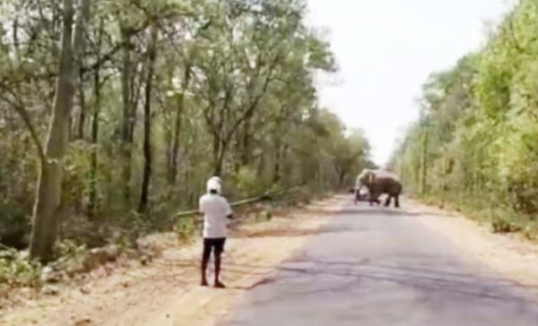बीच सडक़ पर हाथी  वाहनों के पहिये थमे