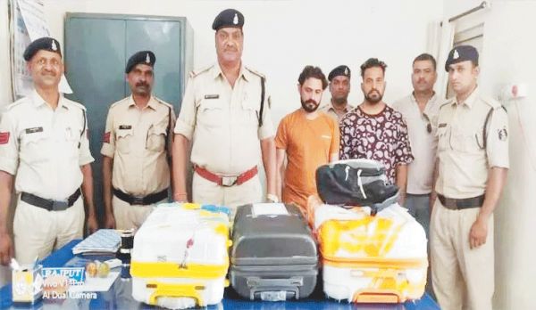 दिल्ली, चंडीगढ़ के तस्कर गिरफ्तार, पांच लाख का गांजा जब्त