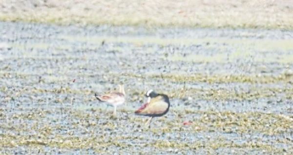 पक्षी अभ्यारण्य के जिन जलाशयों में आते रहे प्रवासी पक्षी, वहां पानी कम