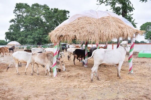 जिले के गौठानों में मवेशियों के लिए चारा-पानी की पर्याप्त व्यवस्था