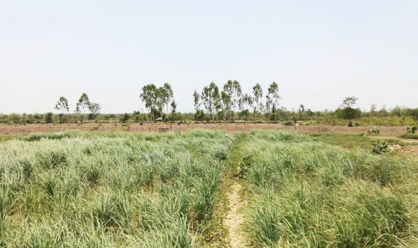 महिला स्व-सहायता समूहों के सदस्यों ने लेमन ग्रास के तैयार किए 3 लाख से अधिक पौधे, रोपण शीघ्र