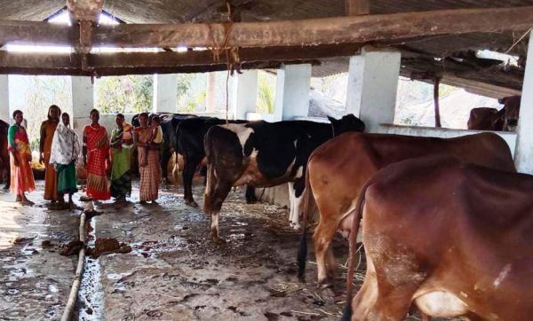 ओंडरी गौठान में गौपालन कर महिला समूह ने सालभर में अर्जित की 2 लाख से अधिक आमदनी