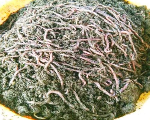 सामुदायिक बाड़ी व केंचुआ पालन से विचारपुर की महिलाओं ने कमाया 5.42 लाख, बदल रहा है जीवन