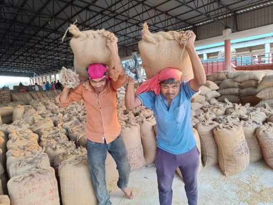 कुरुद मंडी में रबी का धान बिक रहा 2140 प्रति क्विंटल