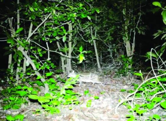 कांगेर घाटी राष्ट्रीय उद्यान में दुर्लभ माउस डियर ट्रैप कैमरे में कैद