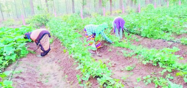 छिपली गौठान की कहानी, समूह के महिलाओं की जुबानी