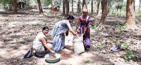 जनपद अध्यक्ष दिनेश्वरी ने सरई बीज बीनने वृद्धा की मदद की