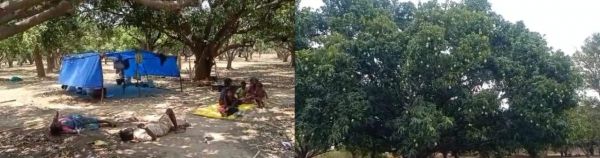 टेंट पंडाल लगाकर आम के बगीचे की रखवाली करते हैं ग्रामीण