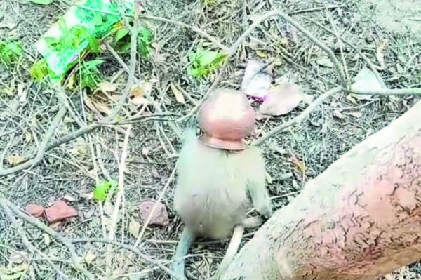 पानी से भरे लोटे में बंदर का सिर फंसा